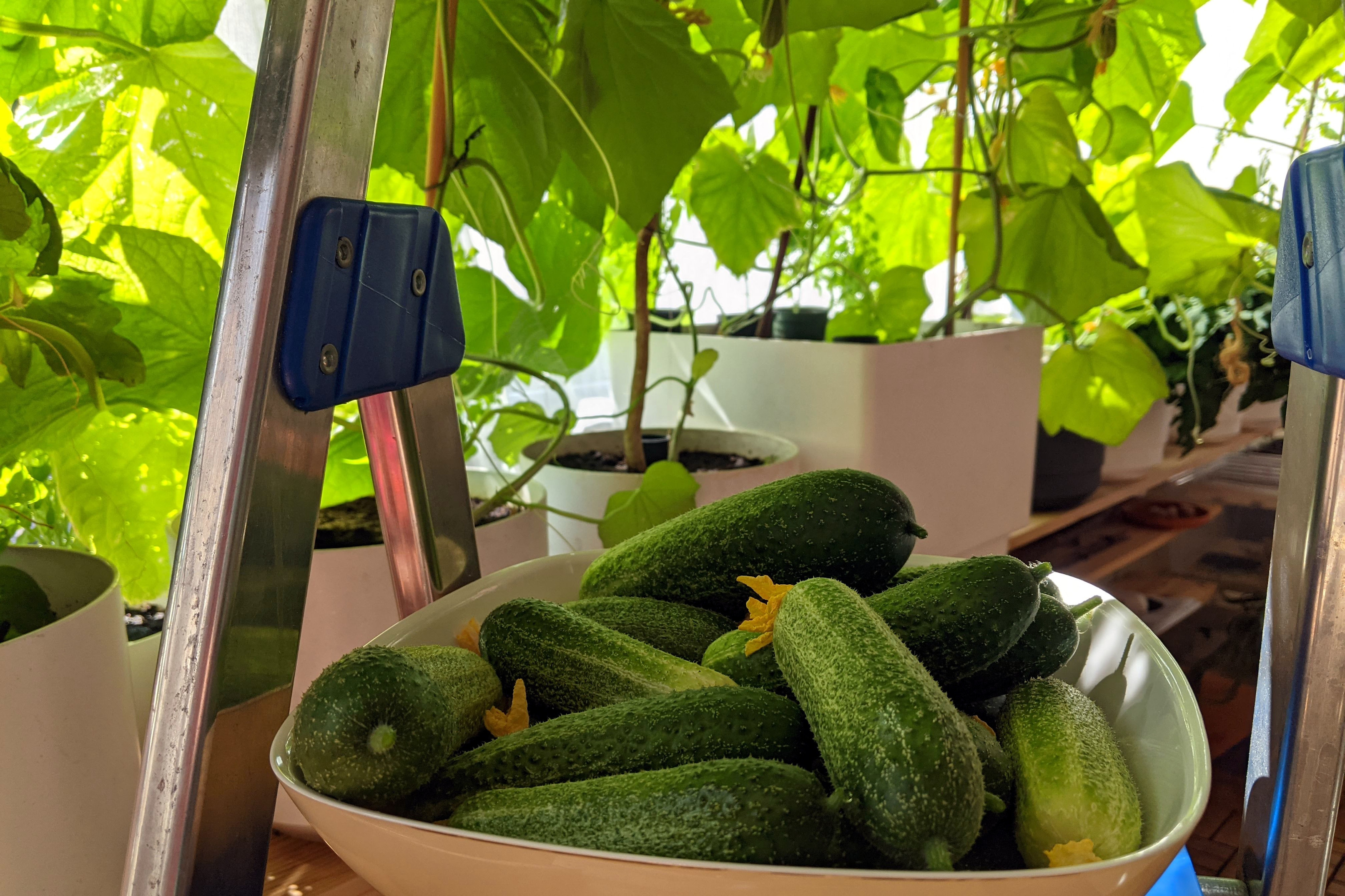 Today's cucumber harvest