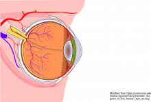 https://commons.wikimedia.org/wiki/File:Schematic_diagram_of_the_human_eye_en.svg